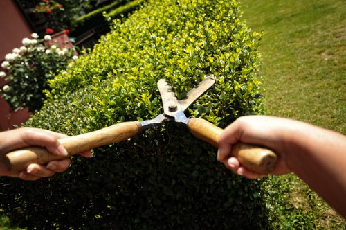 Local arborist carrying out tree pruning for a residential property in Victoria