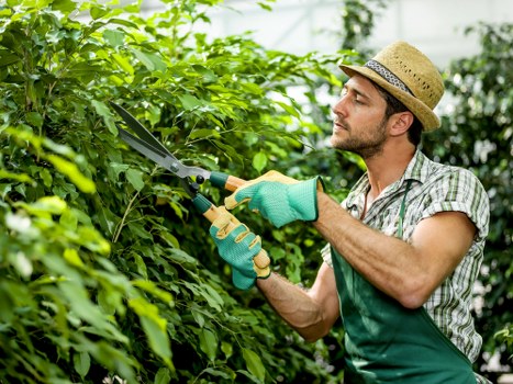 Tree surgeon working on a large tree near a property